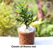 Brikkho Hat Crown-Of-Thorns Red With 10 Inch Plastic Pot Green image