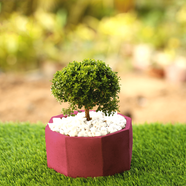 Brikkho Hat Dwarf Kamini With Octagon Cement Pot Pink image