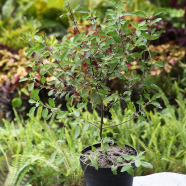 Brikkho Hat Holy Basil/Tulsi Plant Without Pot Small image