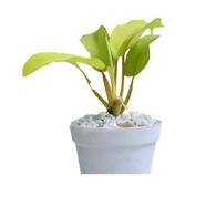 Brikkho Hat Lemon Lime Philodendron With 8 Inch Plastic Pot image
