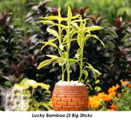 Brikkho Hat Lucky Bamboo With 10 Inch Plastic Pot Small image