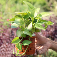 Brikkho Hat Money Plant/Devil'S Ivy Golden Pothos Plant With 5 Inch Clay Pot image