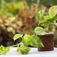 Brikkho Hat Money Plant/Devil'S Ivy Golden Pothos Plant Without Pot image