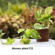 Brikkho Hat Money Plant/Devil'S Ivy Golden Pothos Plant With 8 Inch Plastic Pot image