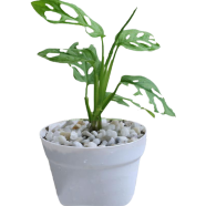 Brikkho Hat Monstera Swiss Chess With 6 Inch Hand Designed Clay Pot image