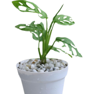 Brikkho Hat Monstera Swiss Chess With 7 Inch Plastic Pot image