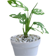 Brikkho Hat Monstera Swiss Chess Without Pot image