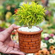 Brikkho Hat Nimjhuri Bonsai With 5 Inch Clay Pot image