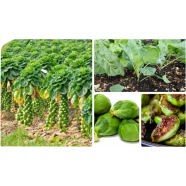 Brussels Sprout Seed icon