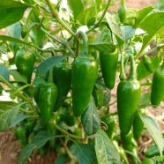 Bullet Longka Indian Hybrid image