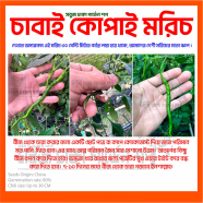 Cabai Kopay Chili Seeds Re-Pack (China) Seeds - 5Pcs image