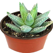 Cactus Aloe Succulent Seeds - 20 Pcs image