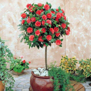 Camellia Bonsai Tree Seeds 100 Pcs image