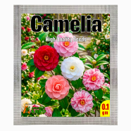 Camellia Flower Bonsai Seeds - 20 Pcs image