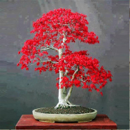 Canada Mini Red Maple Bonsai Tree (Global) - 10 Pcs Seeds image