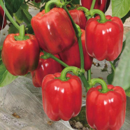 Capsicum Seeds - 10 Pcs image