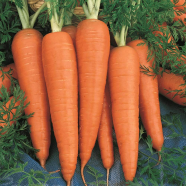 Carrot Seeds image