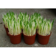 Cat Grass Bonsai Seed Herb Edible Lemongrass 200 Pcs Seeds image