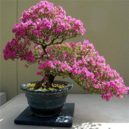 Cerasus Sp Plant Cherry Flower Perennial Only - 5 Pcs Seeds image