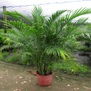 Chamaedorea Elegans Parlour Palm Bonsai Seeds 10 Pcs image