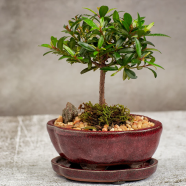 Cherry Australian Bonsai -15 Pcs Seeds image