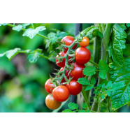 Cherry Tomato Seed image