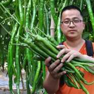 Chili Chang Long 56 (All year Round Planting ) image