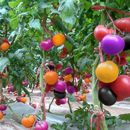 Chinese Clourful Rainbow Tomato Bonsai 20 Pcs Seeds image