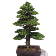 Chinese Juniper Tree Bonsai 50 Pcs Seeds image