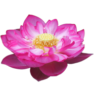 Chinese Lotus Flower Seeds - 2 Pcs image