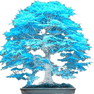 Chinese Mini Blue Maple Bonsai 20 Pcs Seeds image