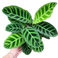 Christia Vespertillonis Bonsai Flower Seeds - 50 Pcs image