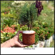 Brikkho Hat Christmas Indian Variant Thuja With 8 Inch Plastic Pot image