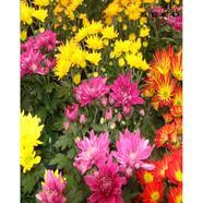 Chrysanthemum Seed image