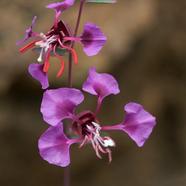 Clarkia Elegans Seed image