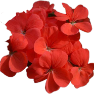 Climbing Geranium Peltatum Flower - 30 Pcs Seeds image