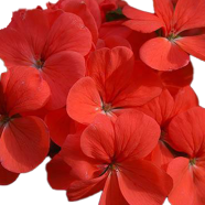 Climbing Geranium Peltatum Flower Seeds - 30 Pcs image