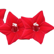 Climbing Red Creeper Flower Seeds - 10 Pcs image