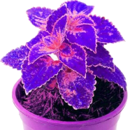Coleus Bonsai Tree -15 Pcs Seeds image
