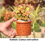 Brikkho Hat Coleus / Koilash Flower With 8 inch plastic pot - Red-Yellow image