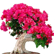 Colorful Climbing Bougainvillea Seeds - 20 Pcs image