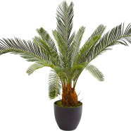 Colourful Cycas/ Lady Palm Seeds - 5 Pcs image