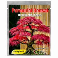 Crape Myrtle Perennial Flower Seeds 0.25 gm image