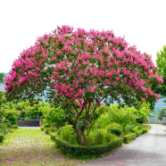 Crape Myrtle Perennial Flower Seeds 50 Pcs image