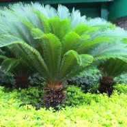 Cycas/ Lady Palm Seeds - 5 Pcs image