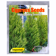 Cypress Tree Bonsai Seeds 10 Pcs image