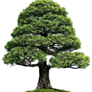 Cypress Tree Bonsai Seeds 10 Pcs image