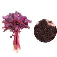 Data Vegetables Seeds - 1000 Pcs image