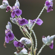 Dealbata Flower Seeds - 20 Pcs image