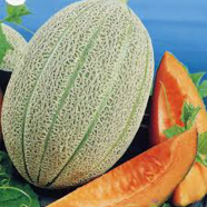 Delicious Mini Sweet Melon 10 Pcs Seeds image